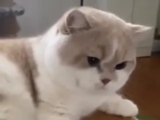 British Shorthair cats GCCF entirety registered in active - Advert 2