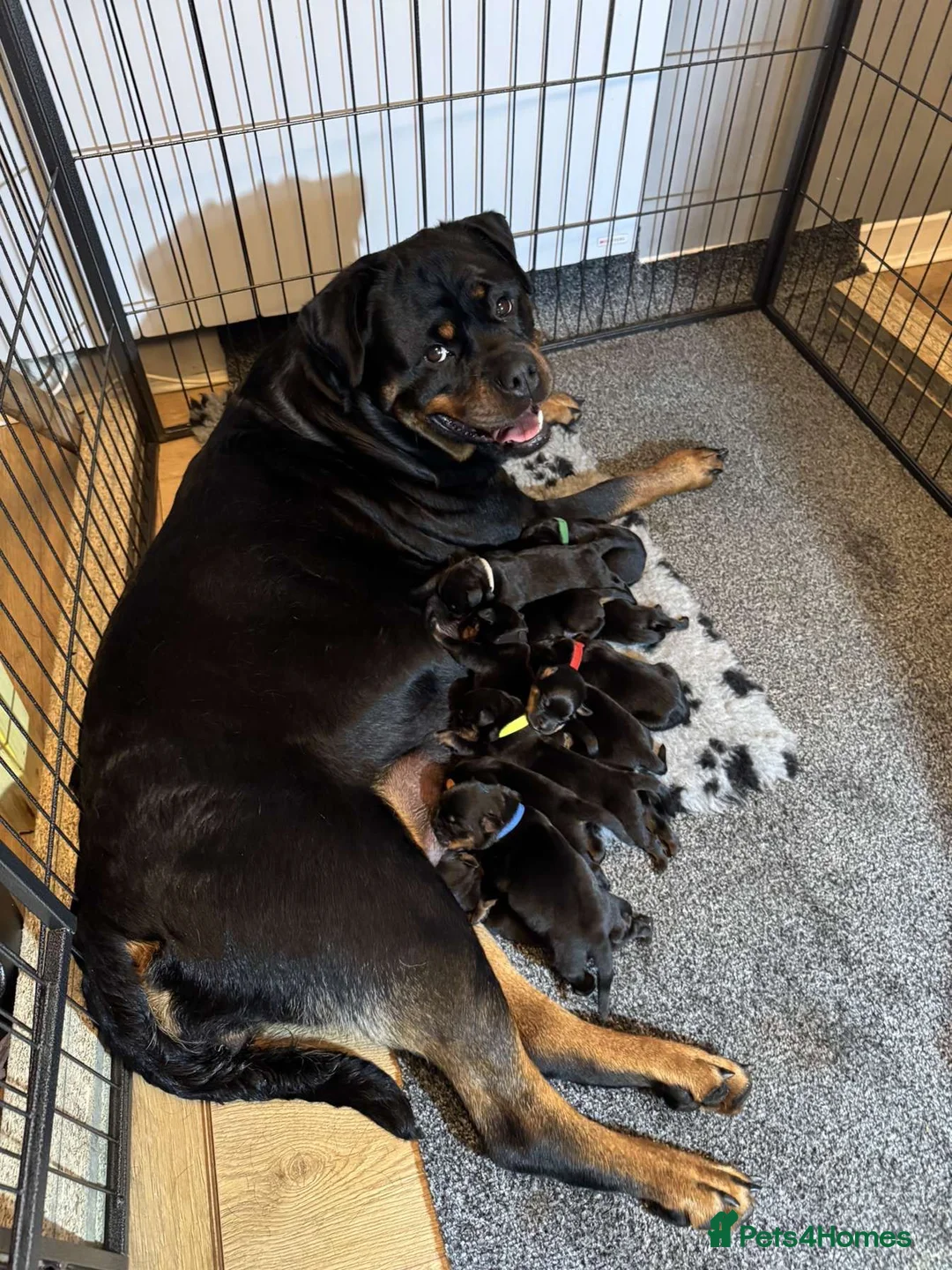 Rottweiler dogs for stud: Stunning Fully Health Tested KC Reg Rottweiler  in Langport - Advert 11