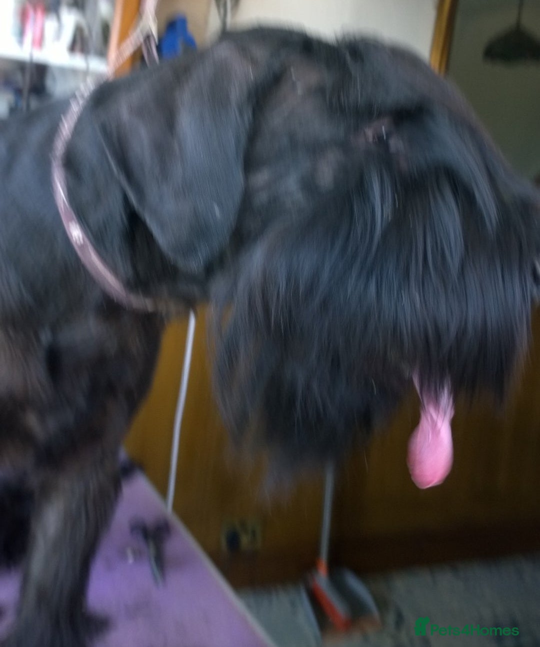 Giant Schnauzer dogs for sale: Lulu,spayed Giant Girl - Image 6