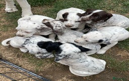 Mixed Breed dogs for sale:  Dalmaspoodles! Dalmation X springer/poodle pups - Image 9
