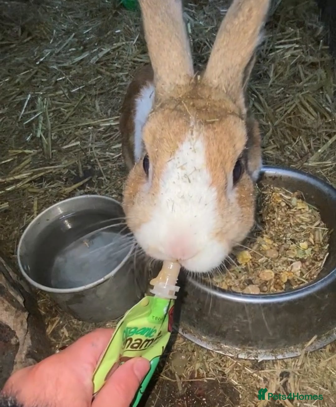 Dutch rabbits for sale: Free rabbit  - Image 2