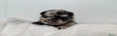 Zuzu