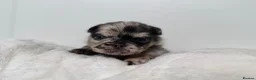 French Bulldog dogs for sale: Outstanding Family Raised frenchies❤️ READY NOW  - Advert 30