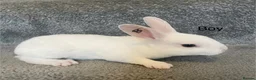 Rex rabbits for sale: 💖Pure bred mini Rex💖 - Advert 14