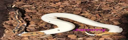 Python Snake reptiles for sale: Ball pythons (8mth). Pied/Firefly/Gene X/Mojave) - Advert 12