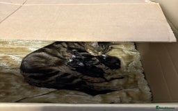 Domestic Shorthair cats for sale: Forever homes needed  - Image 1