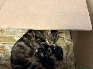 Domestic Shorthair cats - Advert 1