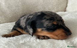 Miniature Dachshund dogs for sale: 1 boy left beautiful silver dapple boys  - Image 12