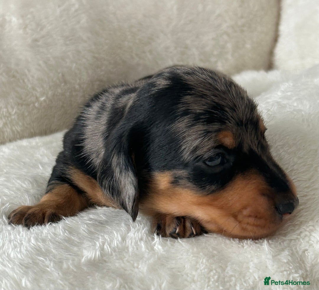 Miniature Dachshund dogs for sale: 1 boy left beautiful silver dapple boys  - Image 12