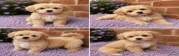 Maltipoo dogs for sale: ⭐Tiny Maltipoo Puppies |Maltese x Asian Toy Poodle - Advert 3