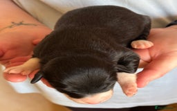 Bearded Collie dogs for sale: 6 Bearded Collie Pups - Image 7