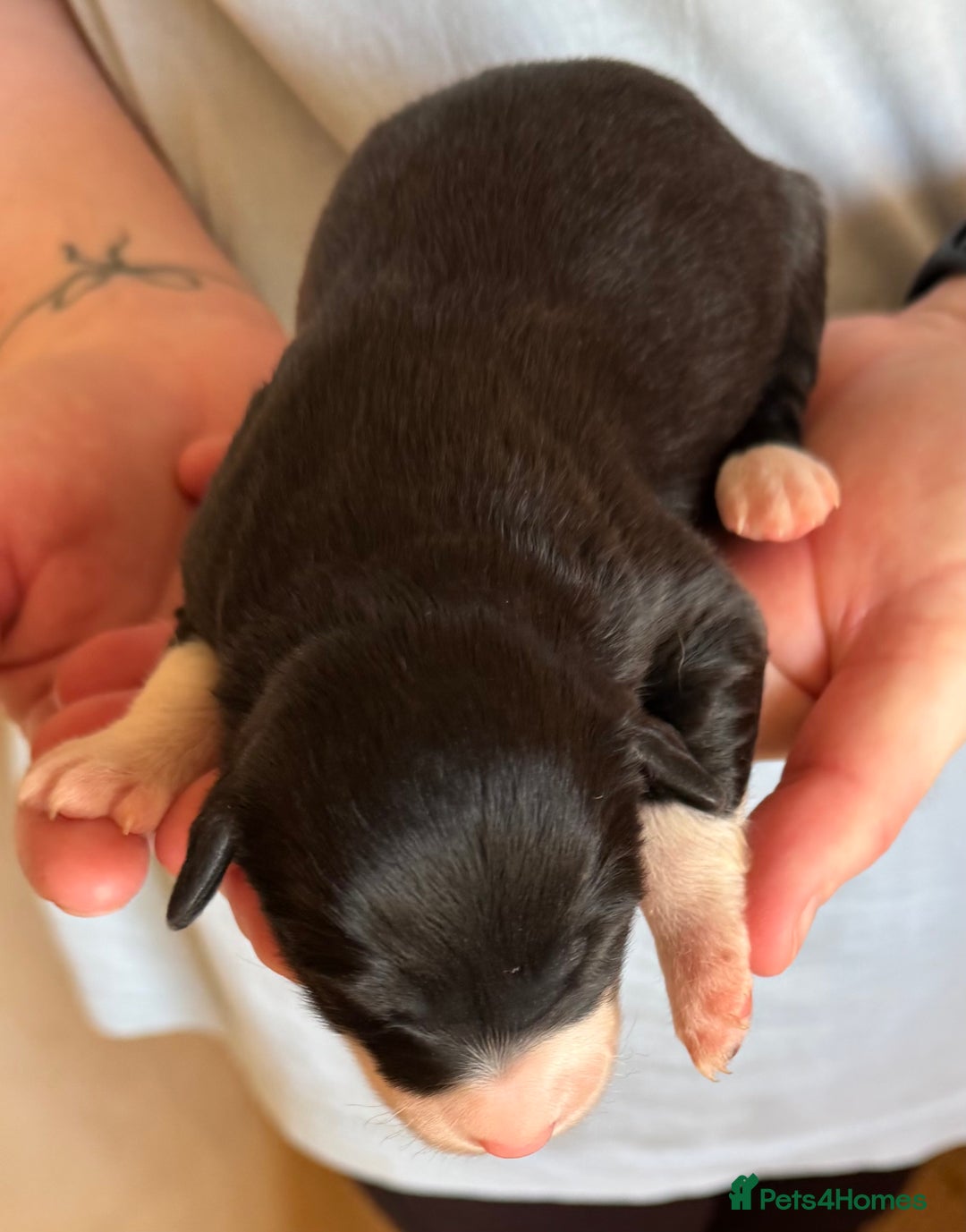 Bearded Collie dogs for sale: 6 Bearded Collie Pups - Image 7