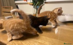 Mixed Breed cats for sale: Kittens for sale  - Image 8