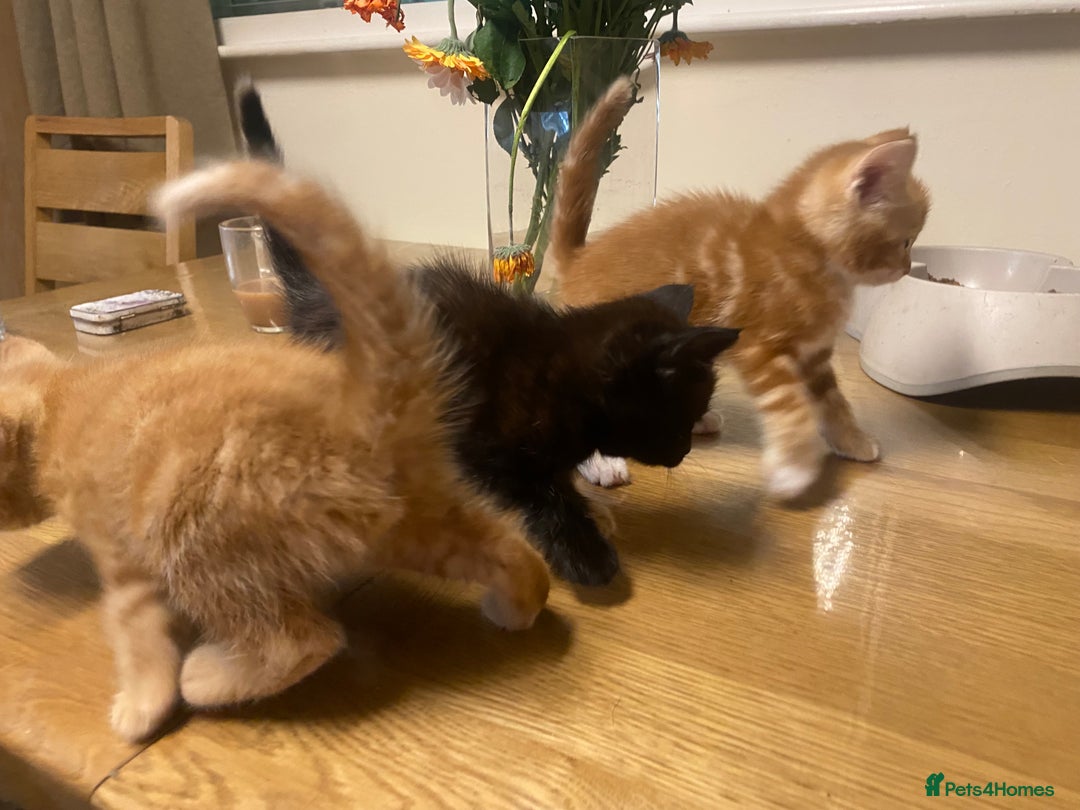 Mixed Breed cats for sale: Kittens for sale  - Image 8