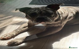 Mixed Breed dogs for sale: Staffship bull terrier cross pocket bully  - Image 5