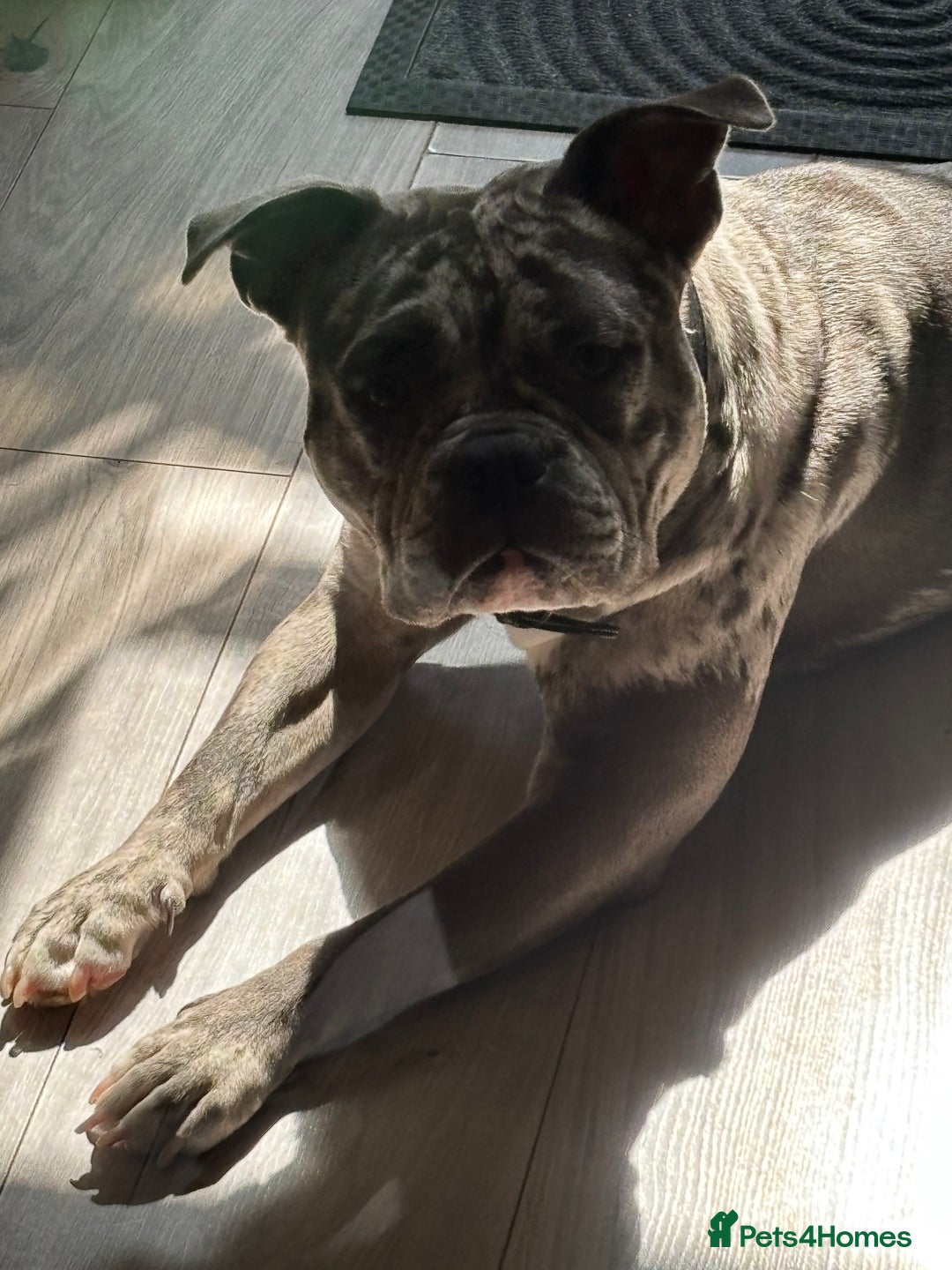 Mixed Breed dogs for sale: Staffship bull terrier cross pocket bully  - Image 5