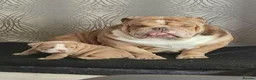 English Bulldog dogs for sale: English Bulldog Puppies –2 Beautiful Girls  in Reading - Advert 1