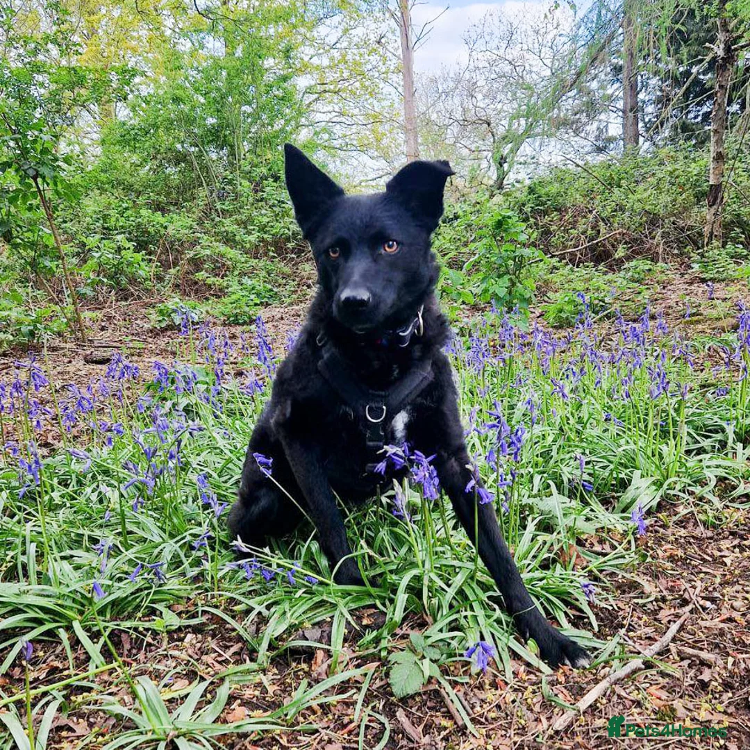 Mixed Breed dogs for adoption: JASMINE – Gorgeous Hungarian Mudi - Advert 7