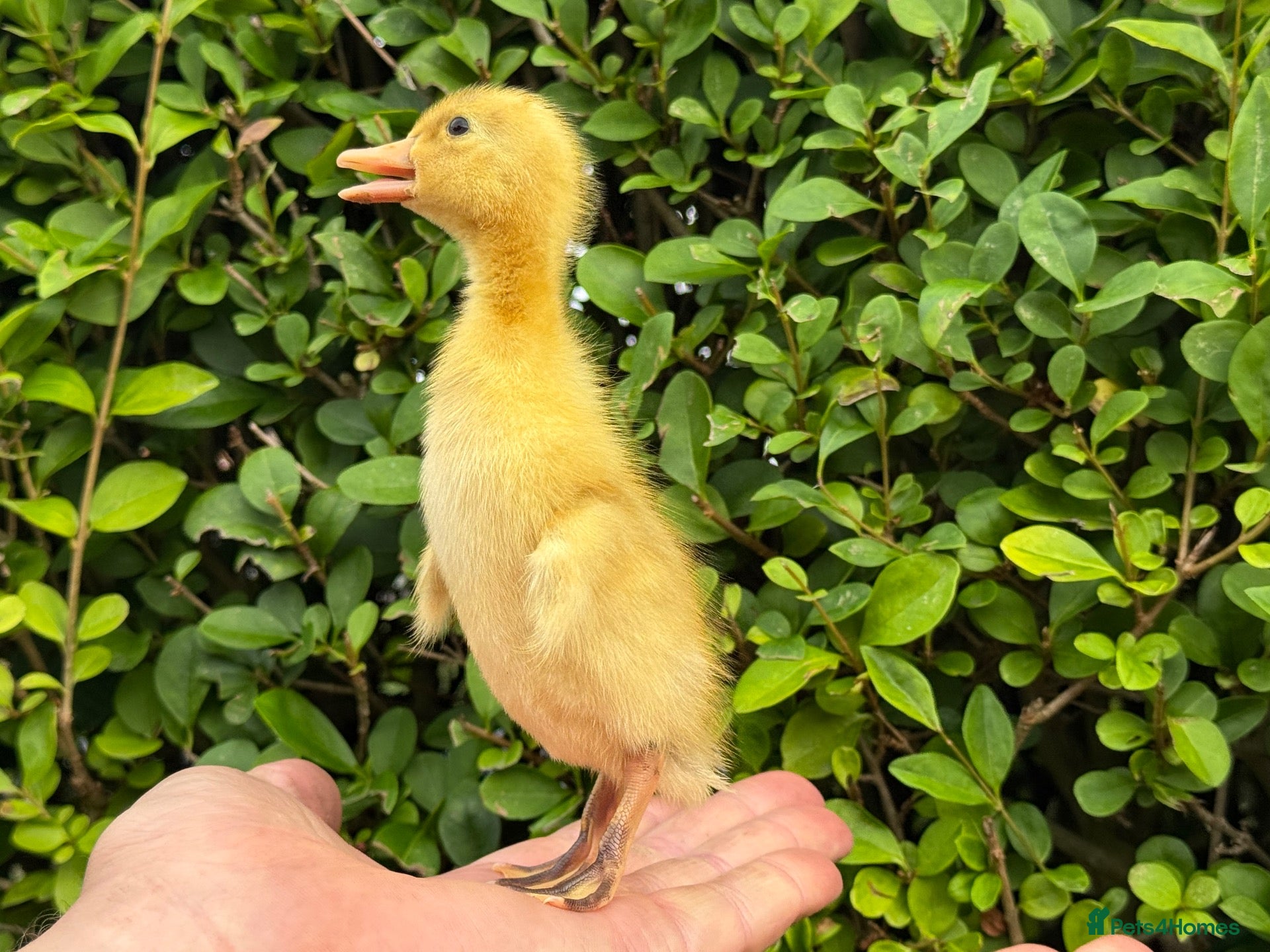 Ducks poultry Stunning pure bred Runner Ducks  - Advert 4
