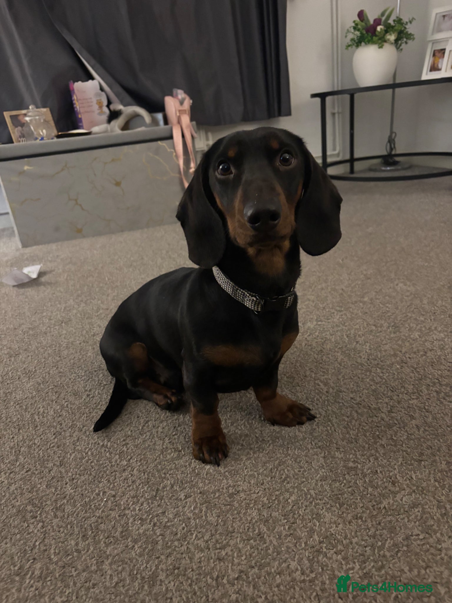 Dachshund dogs Datchund  - Advert 1