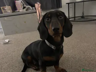 Dachshund dogs Datchund - Advert 1