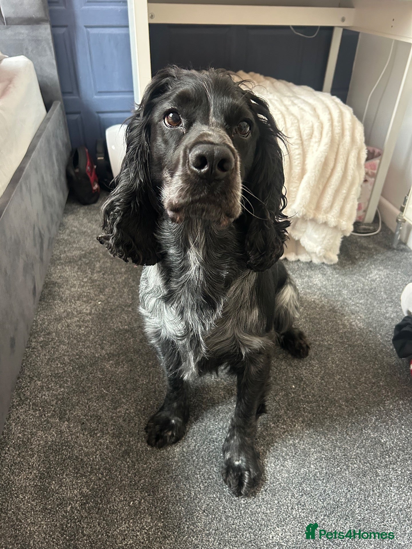 Cocker Spaniel dogs 🐾 VINNY – HANDSOME COCKER SPANIEL STUD 🐾   - Advert 1