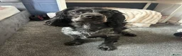 Cocker Spaniel dogs for stud: 🐾 VINNY – HANDSOME COCKER SPANIEL STUD 🐾   in Barnsley - Advert 1