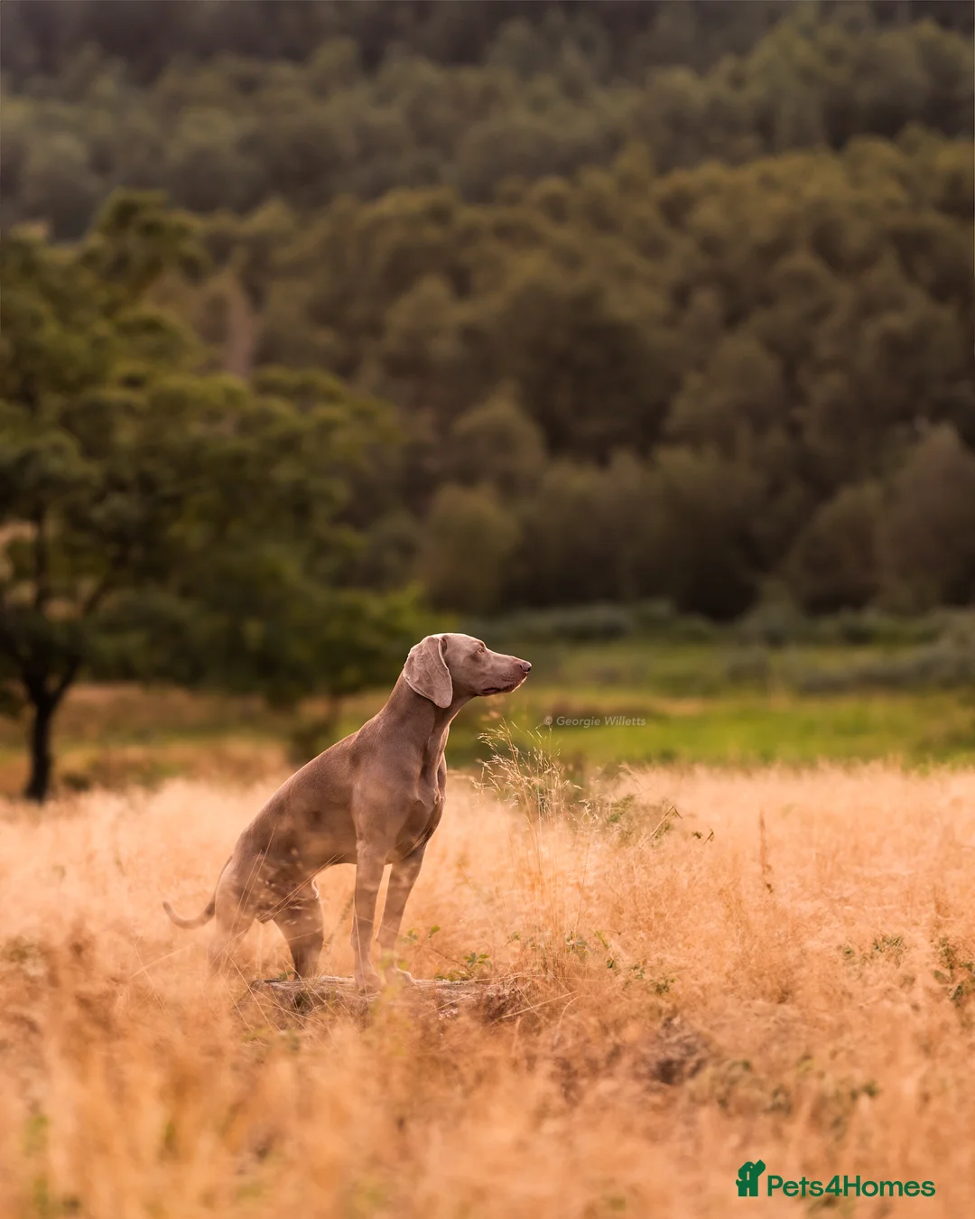 Weimaraner dogs for stud: **HEALTH TESTED** KC REG SHOW WEIMARANER FOR STUD - Advert 12