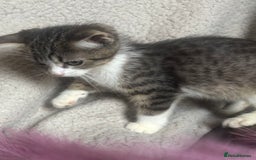 Mixed Breed cats for sale: Maincoon x Scottish fold  - Image 12