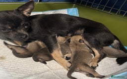 Chihuahua dogs for sale: Pure Breed Pedigree Certificated Chihuahua Puppies - Image 12