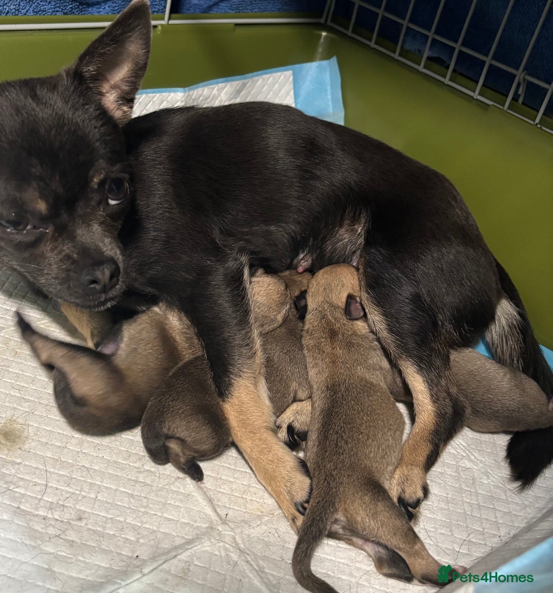 Chihuahua dogs for sale: Pure Breed Pedigree Certificated Chihuahua Puppies - Image 12