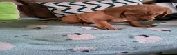 Goldador dogs for sale: Labrador x Golden retriever pups - Advert 2