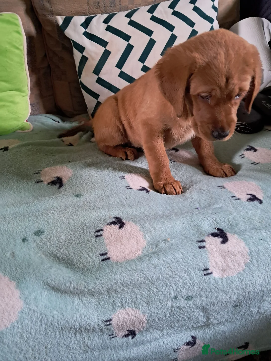 Goldador dogs for sale: Labrador x Golden retriever pups - Advert 2