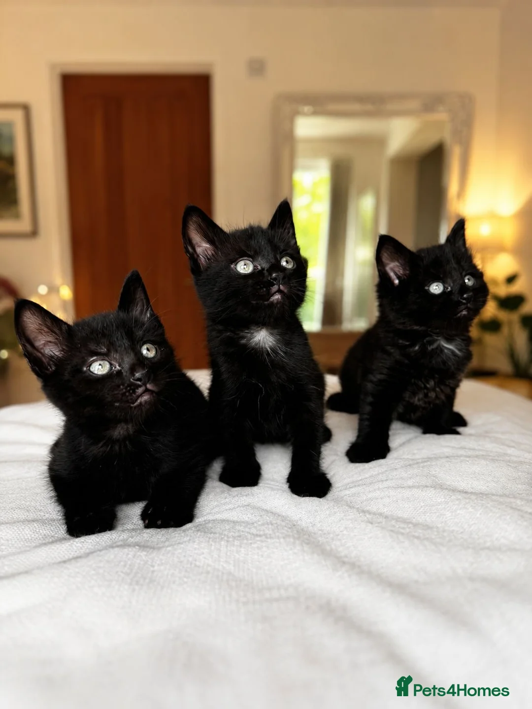 Mixed Breed cats for sale: Beautiful black kittens looking for a forever home in Haverhill - Advert 1