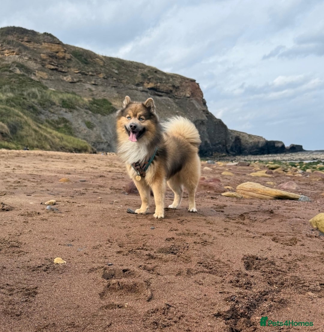 Pomsky dogs for stud: Gorgeous F2 Pomsky for stud - Image 2