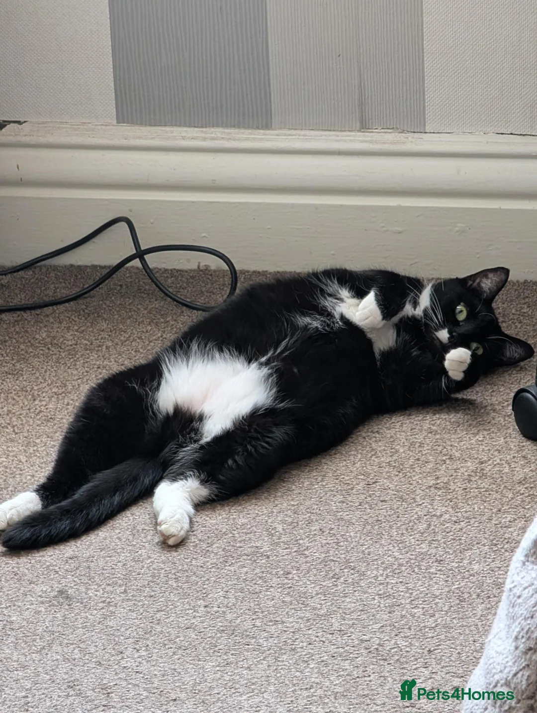 Mixed Breed cats for sale: Adult cat for rehoming - Advert 2