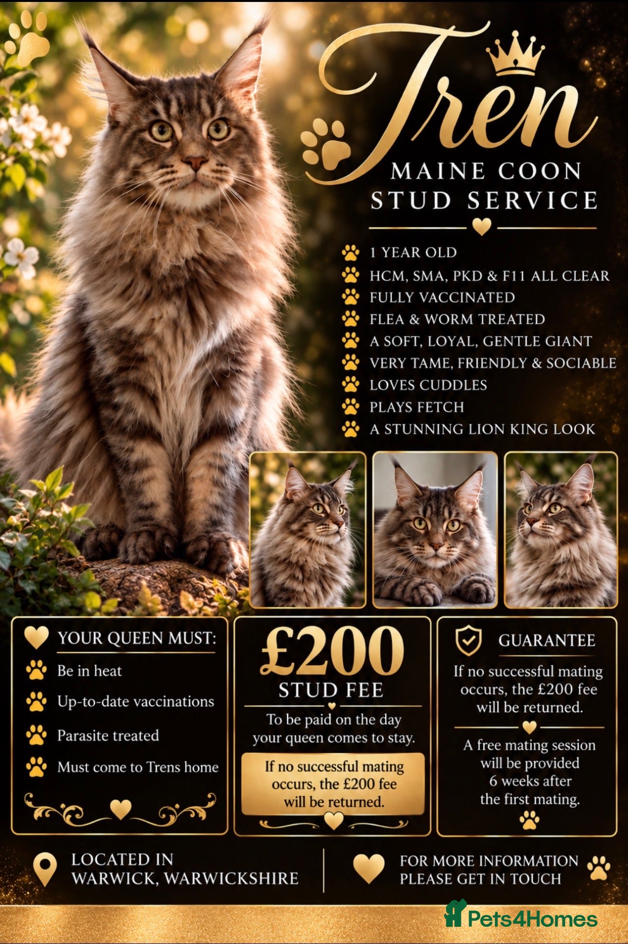Maine Coon cats PURE MAINE COON AVAILABLE FOR STUD  - Advert 1