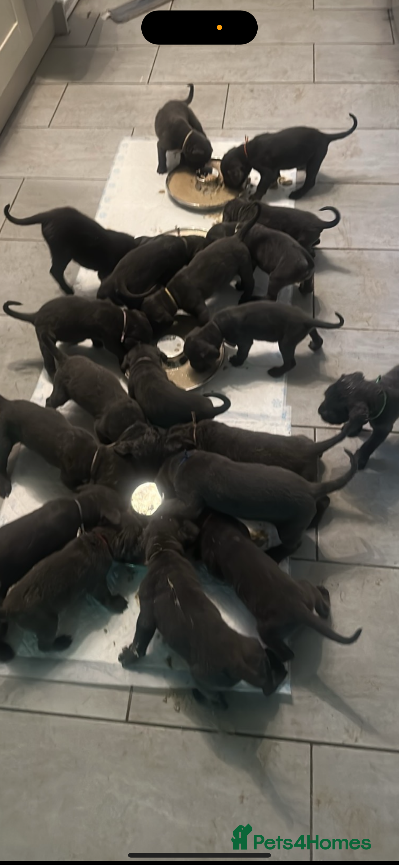 Cane Corso dogs 18 beautiful cane Corso puppy’s  - Advert 2