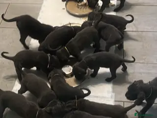 Cane Corso dogs 18 beautiful cane Corso puppy’s - Advert 5