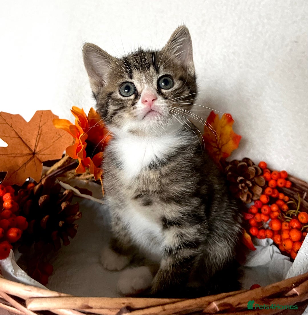 Mixed Breed cats for sale: 🐾 Playful Male Kitten Ready Now! 🐾 - Image 1