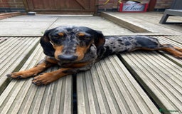 Dachshund dogs for sale: Female dog for sale  - Image 4