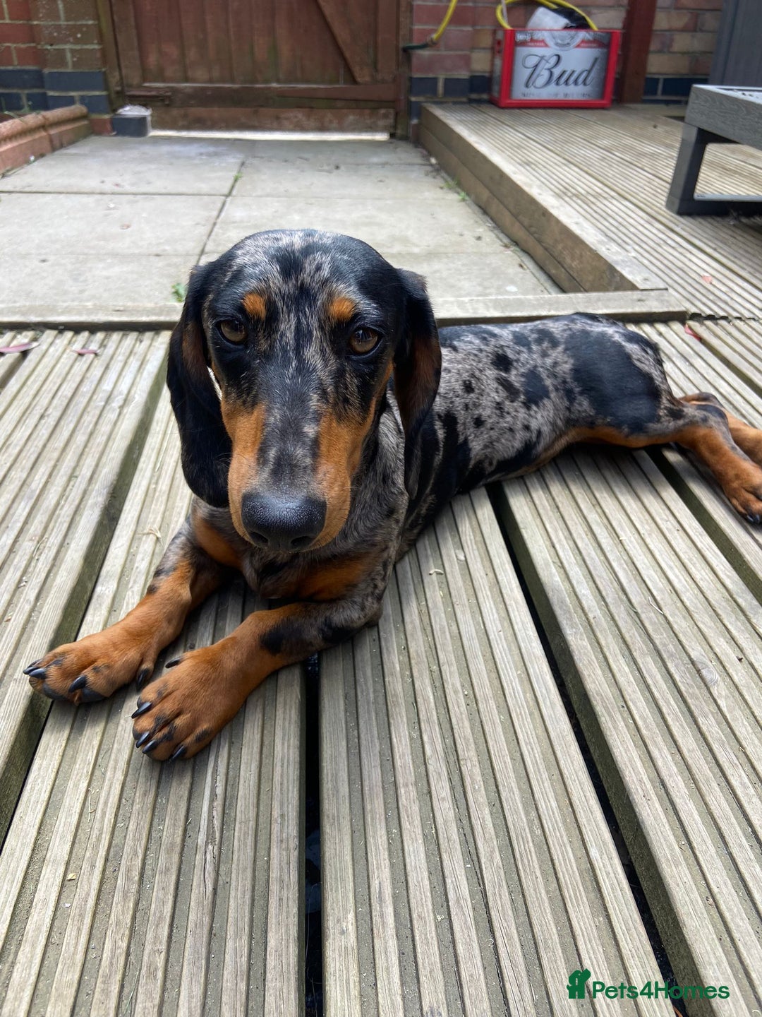 Dachshund dogs for sale: Female dog for sale  - Image 4