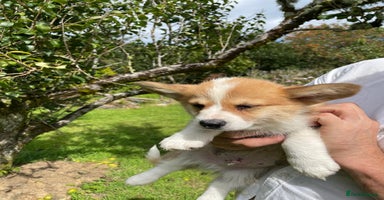 Welsh Corgi Pembroke dogs - Advert 4