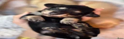 Miniature Dachshund dogs for sale: KC Longhaired Cream Miniature Dachshund Puppies - Advert 22