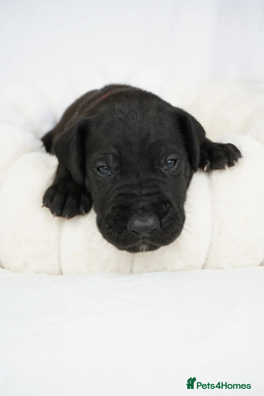 Great Dane dogs for sale: Health Tested KC reg Great Dane puppies - Advert 6