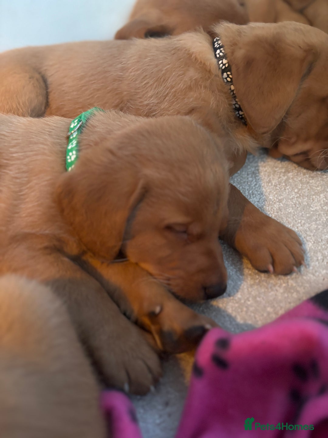 Labrador Retriever dogs for sale: Beautiful KC Fox Red Labrador Puppies - Image 3