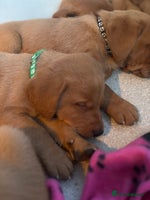 Labrador Retriever dogs - Advert 9