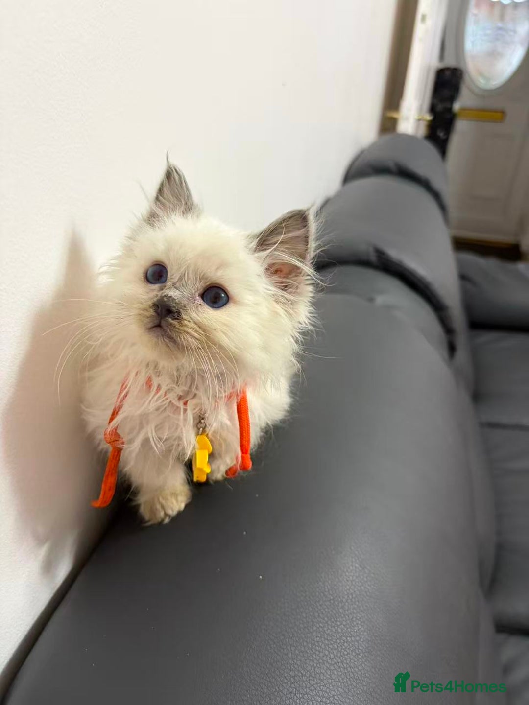 Ragdoll cats for sale: 8 Ragdoll cats for sale - Advert 14