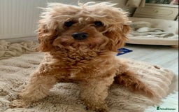 Cavapoo dogs for sale: Meet Tilly - Stunning Red F1 CavaPoo  in Rhyl - Image 3
