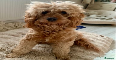 Cavapoo dogs in Rhyl - Advert 9